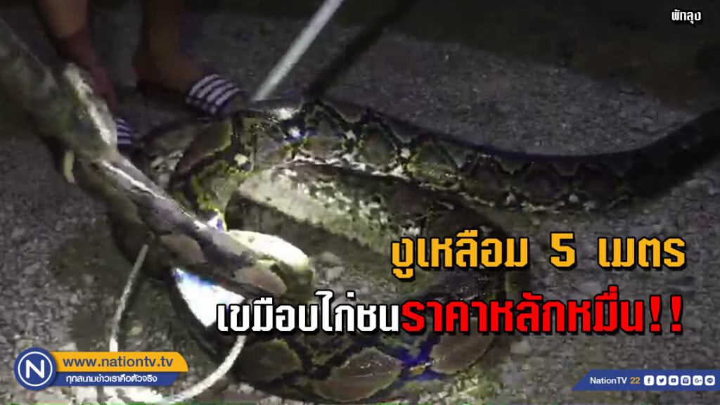 (มีคลิป) งูเหลือมบุกแอบกินไก่ชนราคาหลักหมื่น (มีคลิป) งูเหลือมบุกแอบกินไก่ชนราคาหลักหมื่น