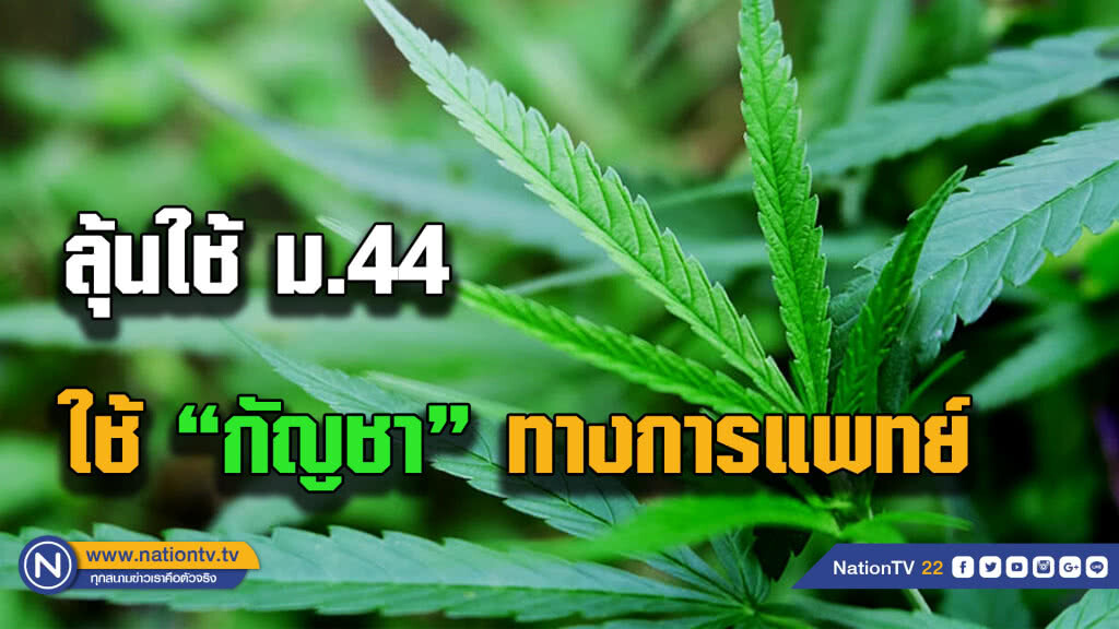 ลุ้นใช้ ม.44 ทดลองกัญชาทางการแพทย์กับผู้ป่วย ลุ้นใช้ ม.44 ทดลองกัญชาทางการแพทย์กับผู้ป่วย