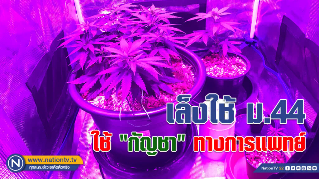 เล็งใช้ ม.44 ทดลอง "กัญชา" ทางการแพทย์กับผู้ป่วย เล็งใช้ ม.44 ทดลอง "กัญชา" ทางการแพทย์กับผู้ป่วย