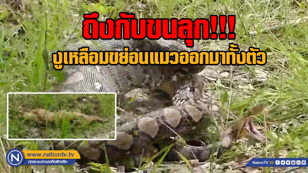 (คลิป) ถึงกับขนลุก!!! งูเหลือมขย่อนแมวออกมาทั้งตัว หลังพนักงานพบนอนท้องป่องอยู่ข้างโรงงาน (คลิป) ถึงกับขนลุก!!! งูเหลือมขย่อนแมวออกมาทั้งตัว หลังพนักงานพบนอนท้องป่องอยู่ข้างโรงงาน