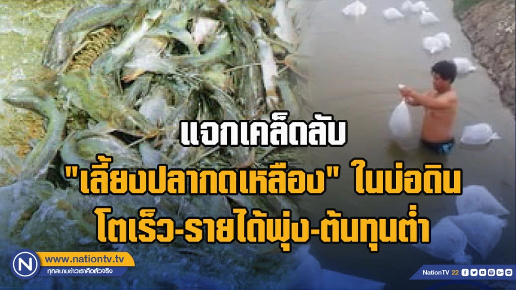 แจกเคล็ดลับ "เลี้ยงปลากดเหลือง" ในบ่อดินโตเร็ว-รายได้พุ่ง-ต้นทุนต่ำ