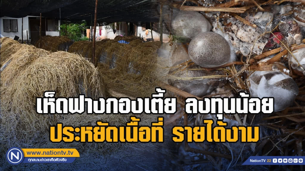 เห็ดฟางกองเตี้ย-ลงทุนน้อย-ประหยัดเนื้อที่ รายได้งาม
