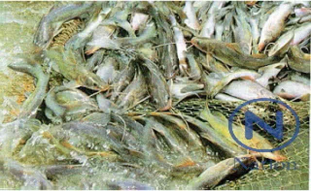 แจกเคล็ดลับ "เลี้ยงปลากดเหลือง" ในบ่อดินโตเร็ว-รายได้พุ่ง-ต้นทุนต่ำ