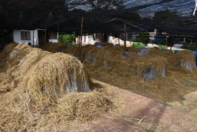 เห็ดฟางกองเตี้ย-ลงทุนน้อย-ประหยัดเนื้อที่ รายได้งาม