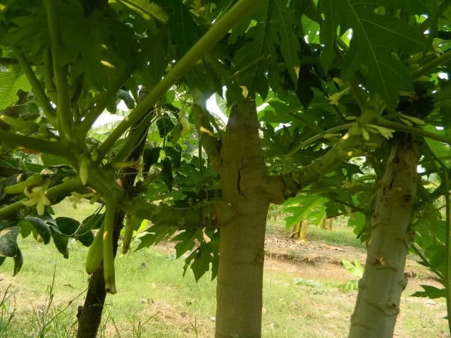 เอาไปเลย! นวัตกรรม ปลูก"มะละกอ"จาก"กิ่งตอน" "ต้นเตี้ย-ผลดก"  "3 เดือน"ให้ผลผลิต