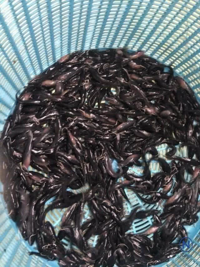 แจกเคล็ดลับ "เลี้ยงปลากดเหลือง" ในบ่อดินโตเร็ว-รายได้พุ่ง-ต้นทุนต่ำ