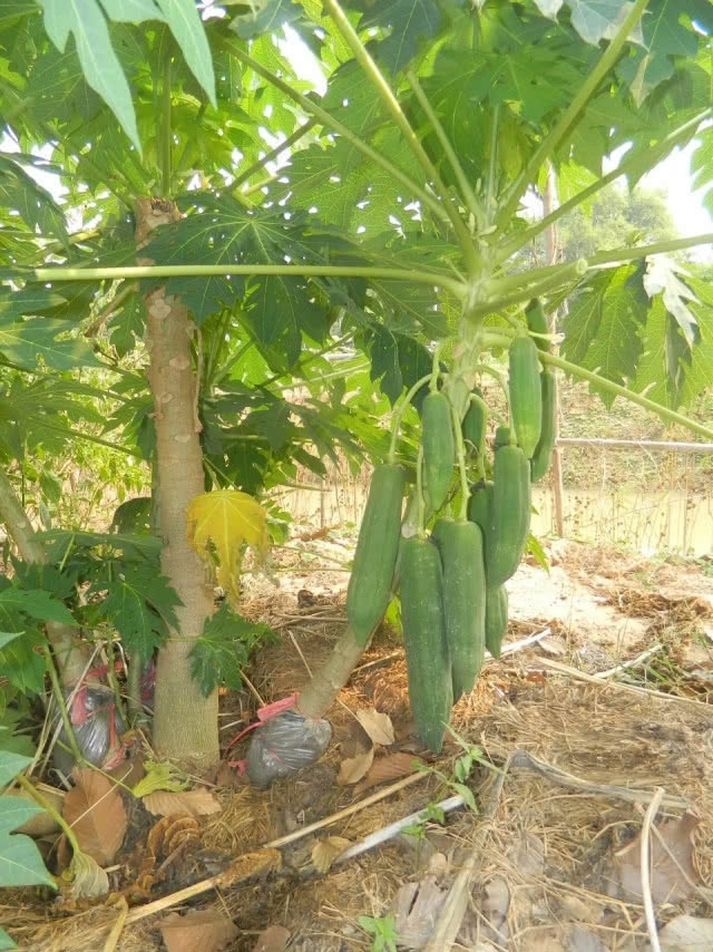 เอาไปเลย! นวัตกรรม ปลูก"มะละกอ"จาก"กิ่งตอน" "ต้นเตี้ย-ผลดก"  "3 เดือน"ให้ผลผลิต