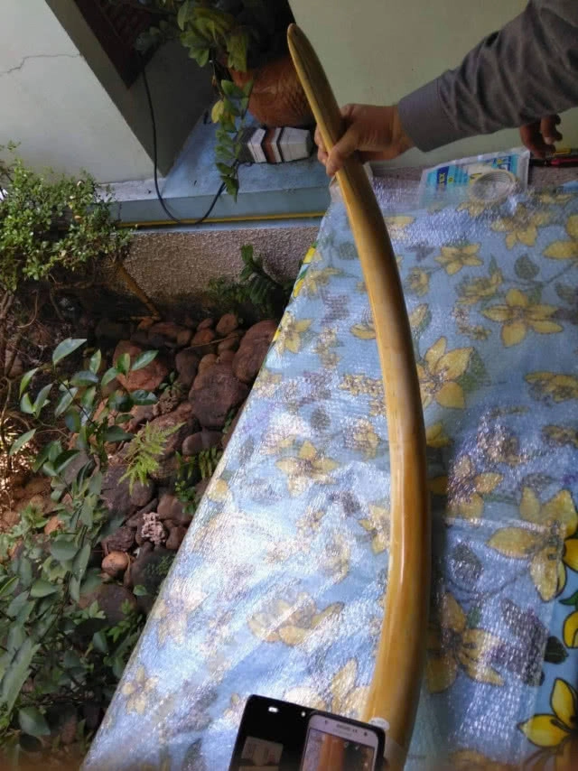 "ชุดเหยี่ยวดงบุกบ้านหรูย่านปากเกร็ด" ยึดงาช้างร่วม 40 กก.พร้อมไม้หวงห้ามกว่า 20ท่อน