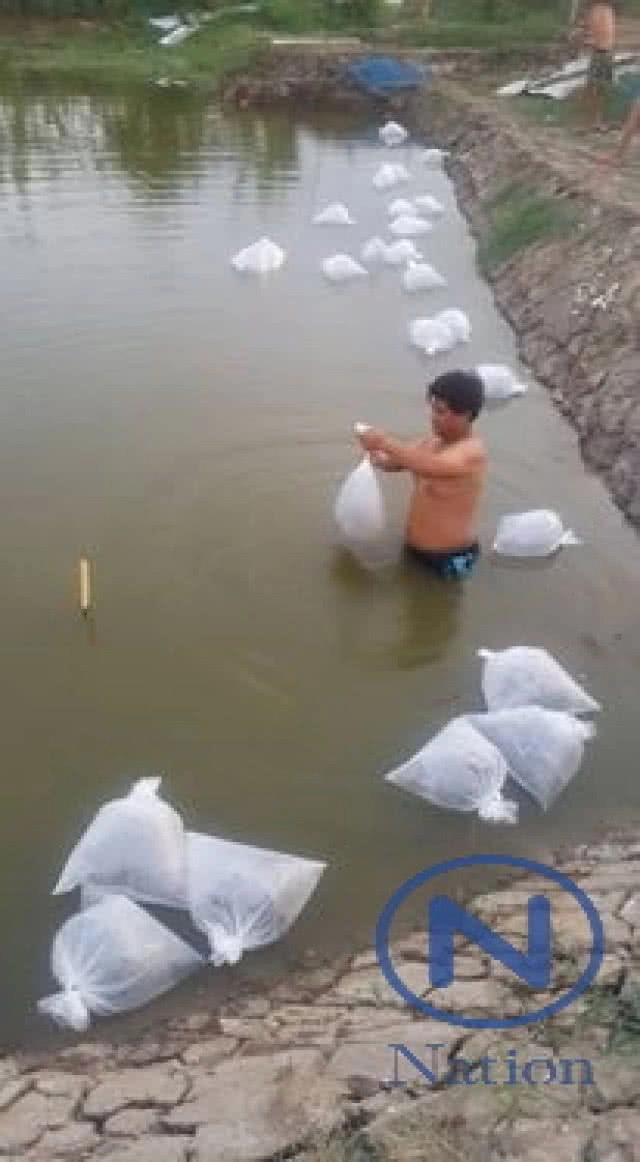 แจกเคล็ดลับ "เลี้ยงปลากดเหลือง" ในบ่อดินโตเร็ว-รายได้พุ่ง-ต้นทุนต่ำ