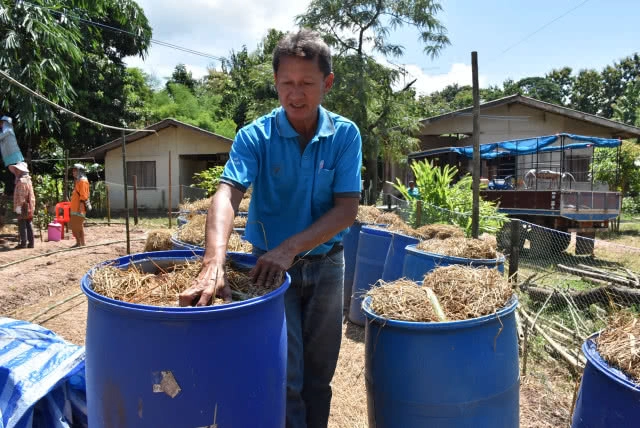 เห็ดฟางกองเตี้ย-ลงทุนน้อย-ประหยัดเนื้อที่ รายได้งาม