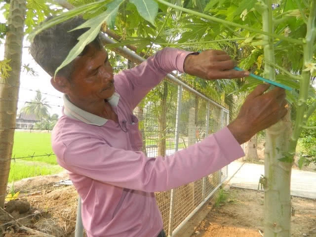 เอาไปเลย! นวัตกรรม ปลูก"มะละกอ"จาก"กิ่งตอน" "ต้นเตี้ย-ผลดก"  "3 เดือน"ให้ผลผลิต