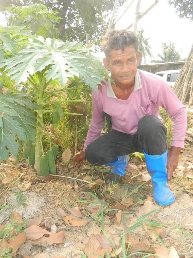 เอาไปเลย! นวัตกรรม ปลูก"มะละกอ"จาก"กิ่งตอน" "ต้นเตี้ย-ผลดก"  "3 เดือน"ให้ผลผลิต