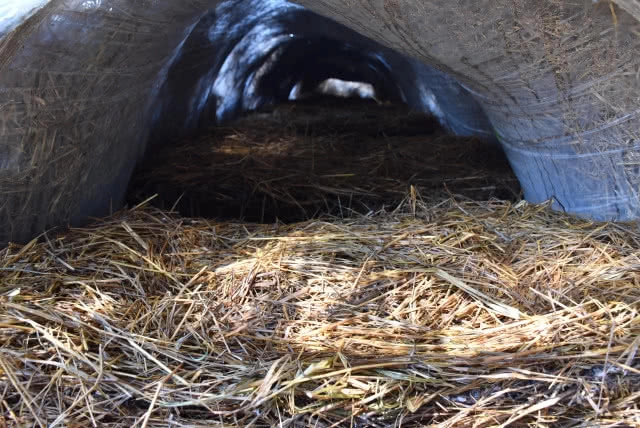 เห็ดฟางกองเตี้ย-ลงทุนน้อย-ประหยัดเนื้อที่ รายได้งาม