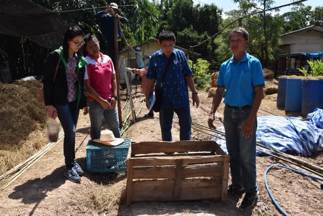 เห็ดฟางกองเตี้ย-ลงทุนน้อย-ประหยัดเนื้อที่ รายได้งาม