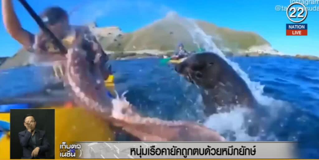 (คลิปข่าว) หนุ่มพายเรือคายัคผิดที่ ถูกแมวน้ำตบหน้าด้วยหมึกยักษ์ (คลิปข่าว) หนุ่มพายเรือคายัคผิดที่ ถูกแมวน้ำตบหน้าด้วยหมึกยักษ์