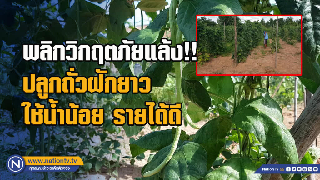 พลิกวิกฤตภัยแล้ง!! ปลูกถั่วฝักยาวใช้น้ำน้อย รายได้ดี