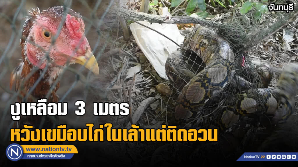 (คลิป) งูเหลือม 3 เมตร หวังจะกินไก่แต่ติดอวนช่วยเอาออกทุลักทุเล