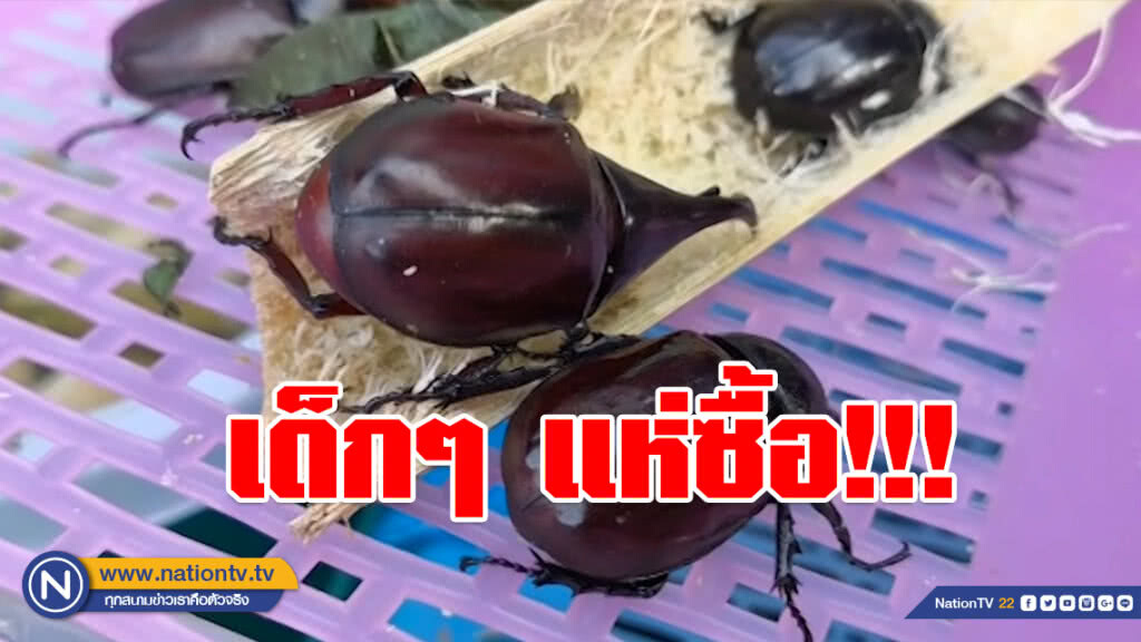 (คลิป) เห่อกันน่าดู!!! เด็กๆแห่ซื้อ "แมงคาม" ขายปีละครั้งเท่านั้น (คลิป) เห่อกันน่าดู!!! เด็กๆแห่ซื้อ "แมงคาม" ขายปีละครั้งเท่านั้น