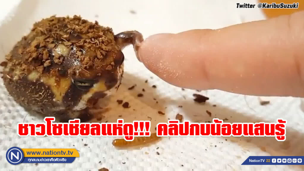 ชาวโซเชียลแห่ดู!!! (คลิป) กบน้อยแสนรู้ พยายามปัดมือเจ้าของที่ซ่อนอาหารของมัน ชาวโซเชียลแห่ดู!!! (คลิป) กบน้อยแสนรู้ พยายามปัดมือเจ้าของที่ซ่อนอาหารของมัน