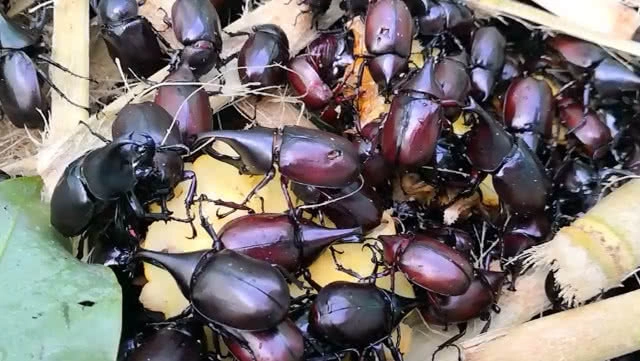 เด็กขอนแก่น คึกคัก!! แห่ซื้อแมงคามเล่นหลังเลิกเรียน