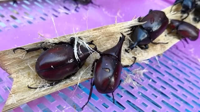 เด็กขอนแก่น คึกคัก!! แห่ซื้อแมงคามเล่นหลังเลิกเรียน