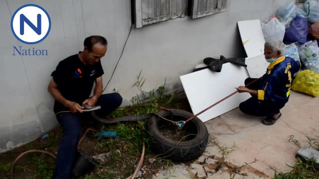 หนุ่มใหญ่ฝันเห็นงู 2 ตัวพันกันตื่นไปตัดใบตองเจองู 2 ตัวเหมือนฝัน