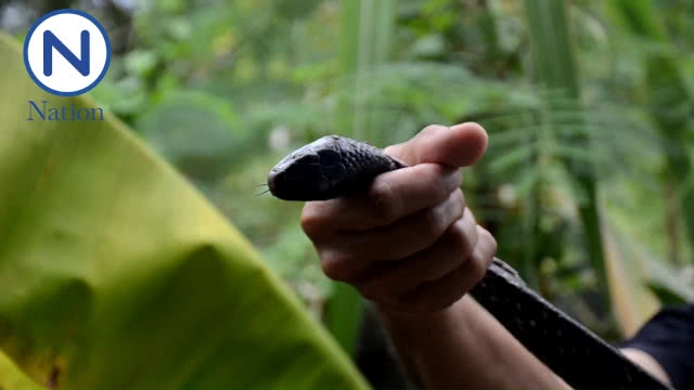 หนุ่มใหญ่ฝันเห็นงู 2 ตัวพันกันตื่นไปตัดใบตองเจองู 2 ตัวเหมือนฝัน