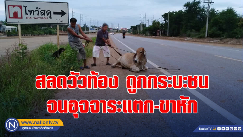 สลดวัวท้องถูกกระบะชนจนอุจจาระแตก-ขาหัก