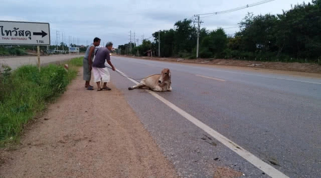 สลดวัวท้องถูกกระบะชนจนอุจจาระแตก-ขาหัก