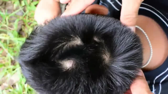 สุดทึ่ง!! หนูน้อยวัย 3 ขวบมีสี่ขวัญแถมยังเป็นเด็กฉลาด