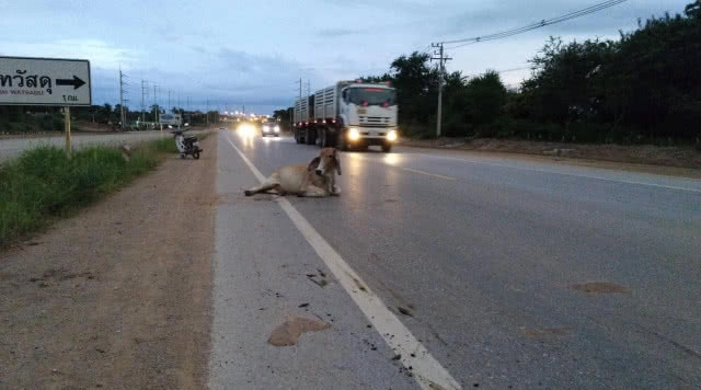 สลดวัวท้องถูกกระบะชนจนอุจจาระแตก-ขาหัก