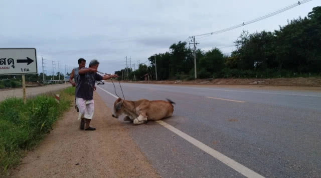 สลดวัวท้องถูกกระบะชนจนอุจจาระแตก-ขาหัก