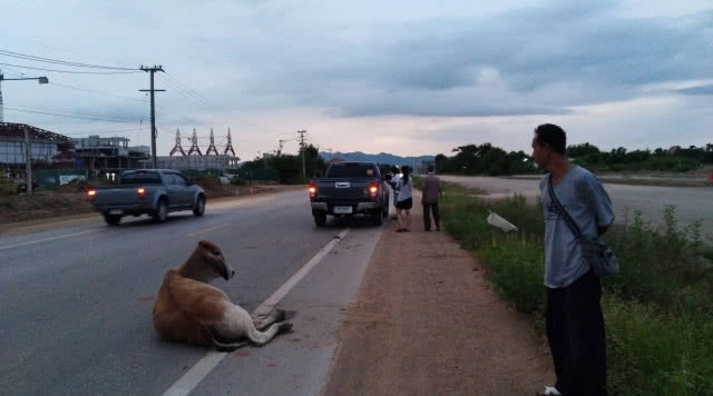 สลดวัวท้องถูกกระบะชนจนอุจจาระแตก-ขาหัก