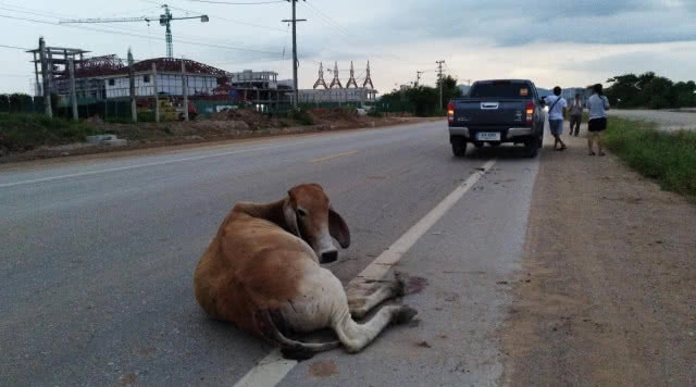 สลดวัวท้องถูกกระบะชนจนอุจจาระแตก-ขาหัก