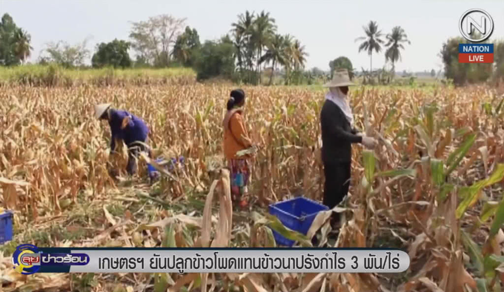 (คลิปข่าว) เกษตรฯ ยันปลูกข้าวโพดแทนนาปรัง กำไร 3 พัน/ไร่