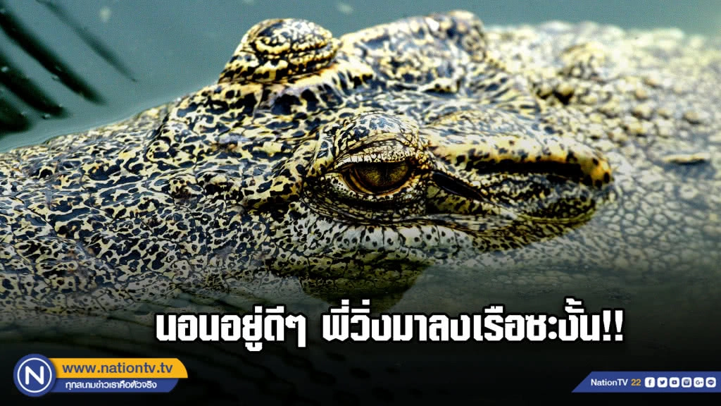 (คลิป) จระเข้วิ่งลงเรือ วิ่งหนีจ้าละหวั่น (คลิป) จระเข้วิ่งลงเรือ วิ่งหนีจ้าละหวั่น