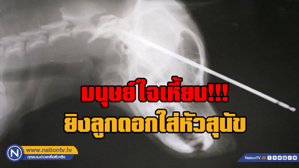 (คลิป) มนุษย์ใจเหี้ยม!!! ยิงลูกดอกใส่หัวสุนัข เจาะกะโหลกปางตาย