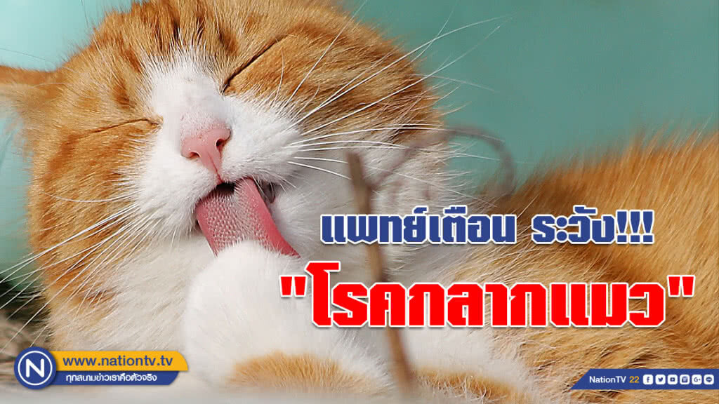 ทาสแมว ระวัง!!! "โรคกลากแมว" ติดต่อจากสัตว์สู่คนได้