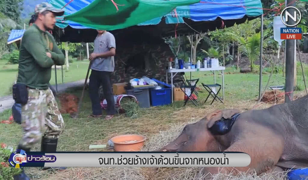 (คลิปข่าว) เจ้าหน้าที่ช่วยช้างเจ้าด้วน ขึ้นจากหนองน้ำ (คลิปข่าว) เจ้าหน้าที่ช่วยช้างเจ้าด้วน ขึ้นจากหนองน้ำ