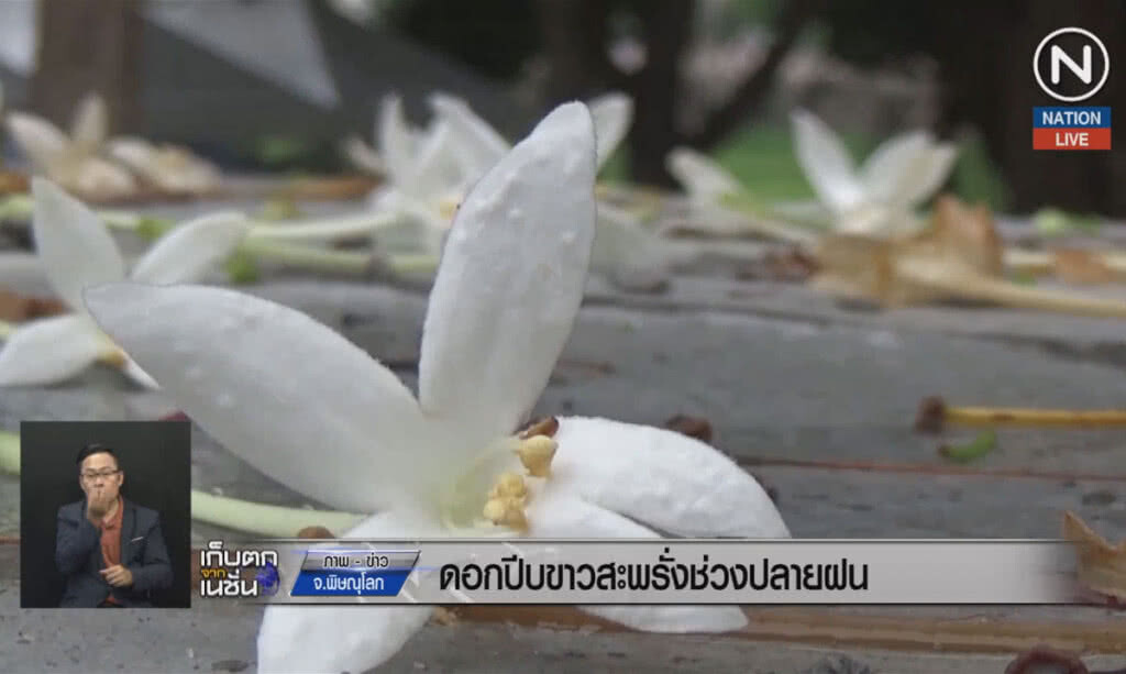(คลิปข่าว) ดอกปีบขาวสะพรั่ง ช่วงปลายฝน (คลิปข่าว) ดอกปีบขาวสะพรั่ง ช่วงปลายฝน