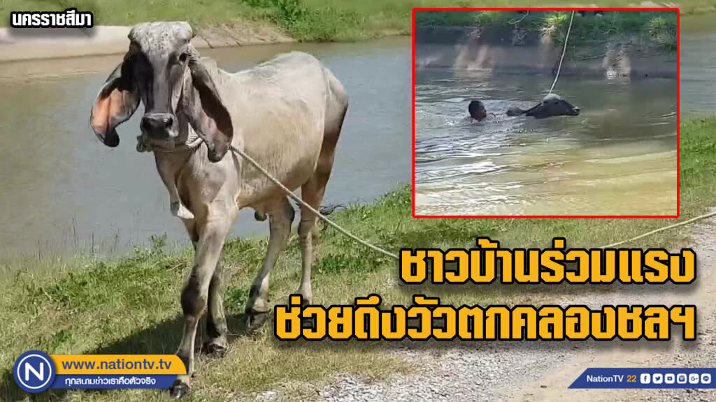(คลิป) ชาวบ้านร่วมแรงช่วยวัวตกคลองชลประทาน (คลิป) ชาวบ้านร่วมแรงช่วยวัวตกคลองชลประทาน