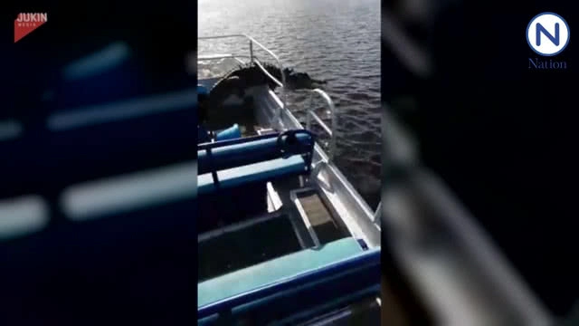 (คลิป) จระเข้วิ่งลงเรือ วิ่งหนีจ้าละหวั่น