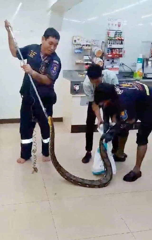 พนักงานเซเว่นฯ ลมแทบจับ...เจองูเหลือมยาว 4 เมตรอยู่ในร้าน