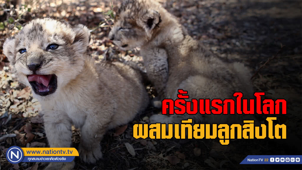 ผสมเทียม "ลูกสิงโต" ครั้งแรกของโลก ผสมเทียม "ลูกสิงโต" ครั้งแรกของโลก