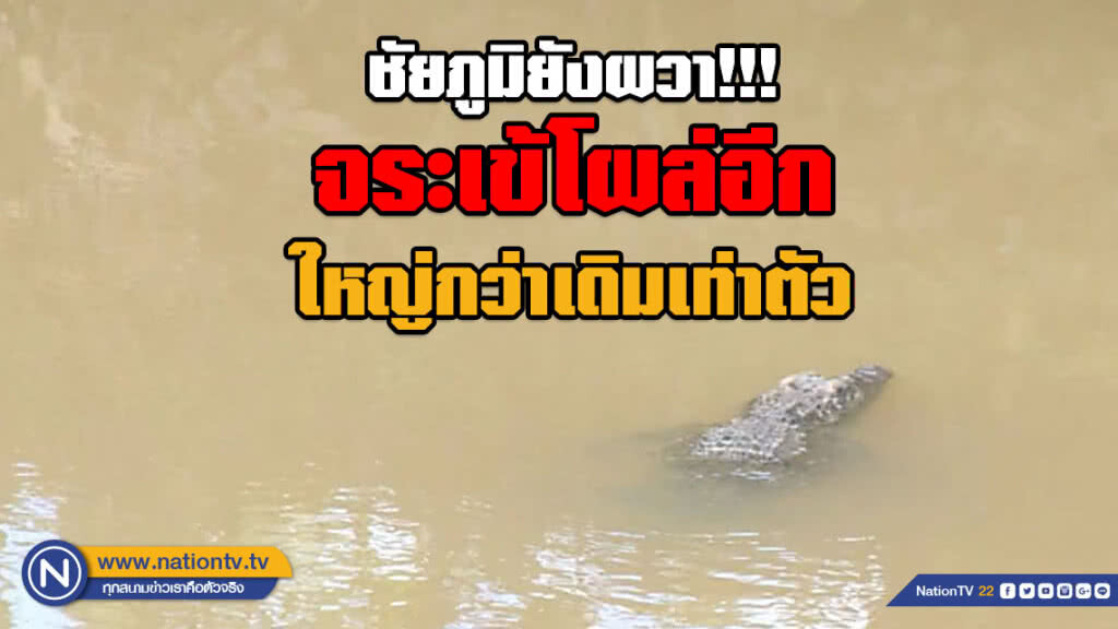 (คลิป) ชัยภูมิยังผวา!!! จระเข้โผล่อีก คราวนี้ใหญ่กว่าเดิมเท่าตัว