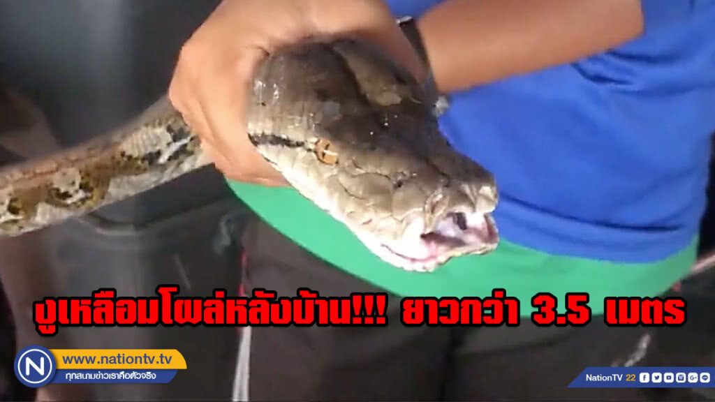 (คลิป) ชาวบ้านสะดุ้ง!!! พบงูเหลือมตัวเบ้อเร่อ โผล่หลังบ้าน เขมือบไก่ไปแล้ว 1 ตัว