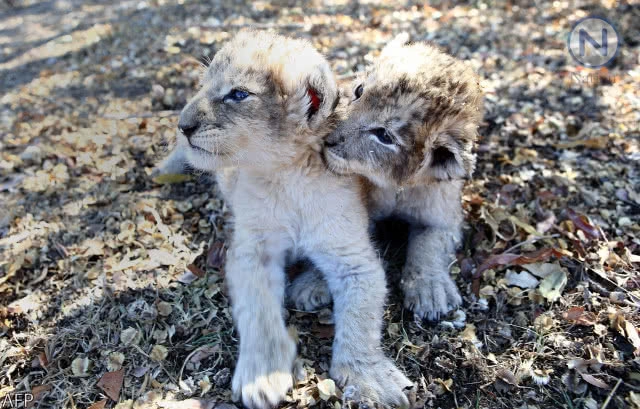 ผสมเทียม "ลูกสิงโต" ครั้งแรกของโลก