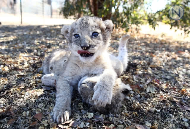 ผสมเทียม "ลูกสิงโต" ครั้งแรกของโลก