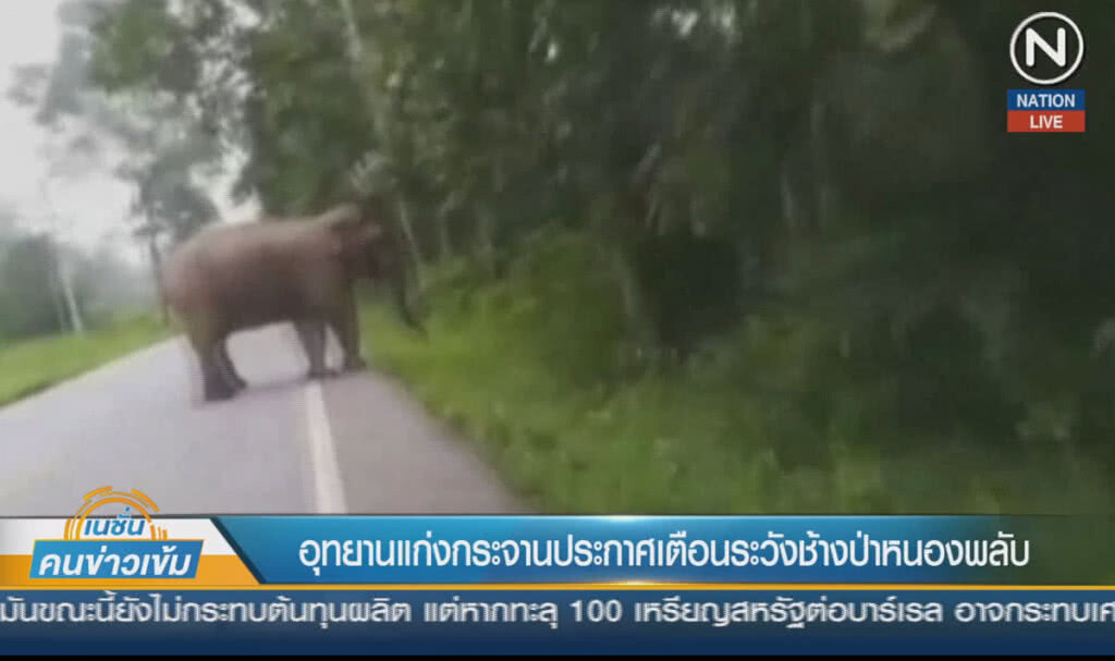 (คลิปข่าว) อุทยานแก่งกระจานประกาศเตือน ระวังช้างป่าหนองพลับ (คลิปข่าว) อุทยานแก่งกระจานประกาศเตือน ระวังช้างป่าหนองพลับ