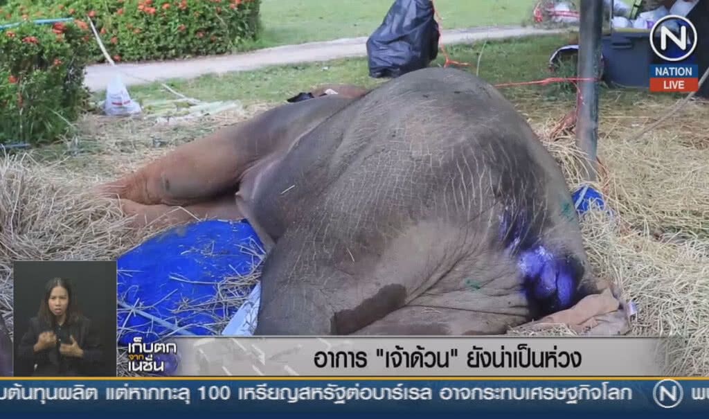 (คลิปข่าว) อาการ "เจ้าด้วน" ยังน่าเป็นห่วง